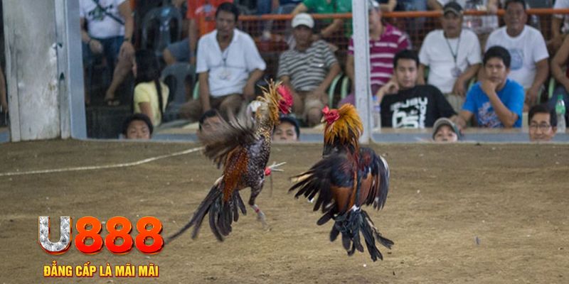 shbet0 đăng nhập mậu binh khuyến mãi