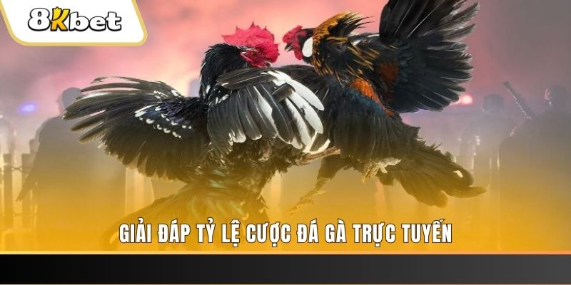 shbet0 trực tiếp đá gà thomo